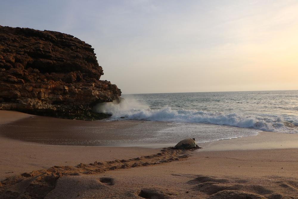 Ras Al Jinz Turtle Reserve Al Hadd Exteriör bild