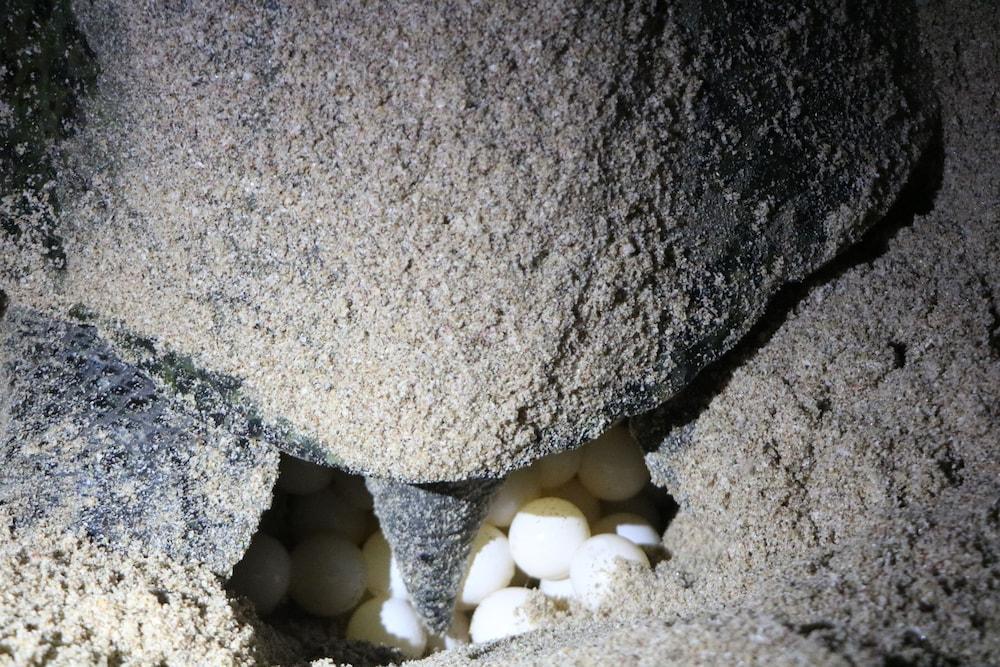 Ras Al Jinz Turtle Reserve Al Hadd Exteriör bild