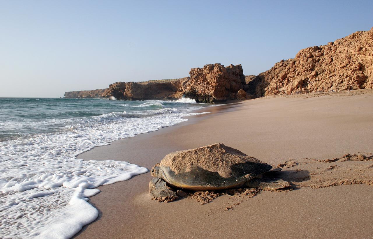 Ras Al Jinz Turtle Reserve Al Hadd Exteriör bild